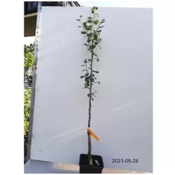 Pear - Pyrus communis VEKOVAJA