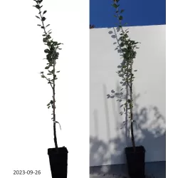 Pear - Pyrus communis NIKA