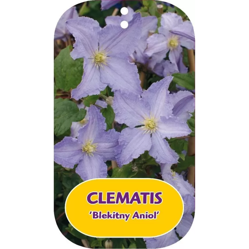 Clematis BLEKITNY ANIOL