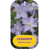 Clematis BLEKITNY ANIOL