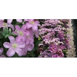 Clematis COMTESSE DE BOUCHAUD
