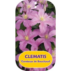 Clematis COMTESSE DE BOUCHAUD