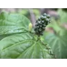 Pepper - Piper sarmentosa