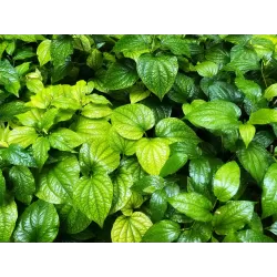 Pepper - Piper sarmentosa