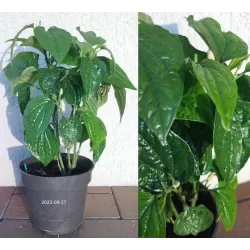 Pepper - Piper sarmentosa
