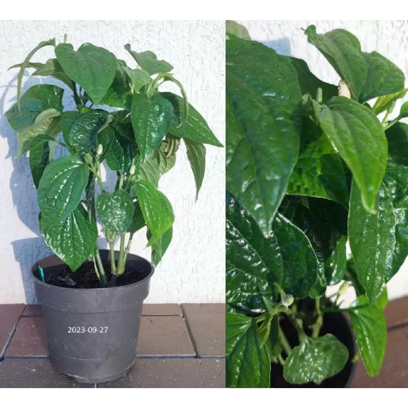 Pepper - Piper sarmentosa