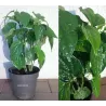Pepper - Piper sarmentosa
