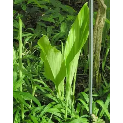 Egzotiniai augalai internetu