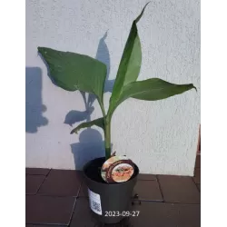 Egzotiniai augalai internetu