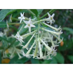 Ilgažiedis cestras - Cestrum nocturnum