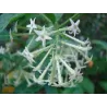 Ilgažiedis cestras - Cestrum nocturnum