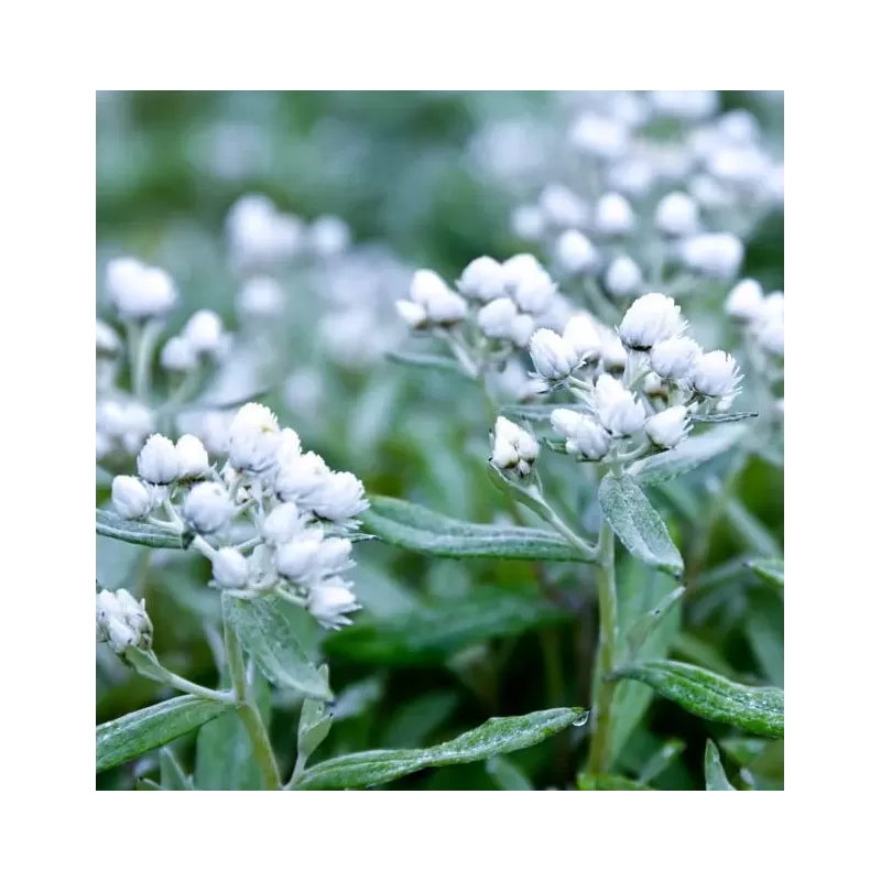 Trigyslis šlamainis - Anaphalis triplinervis