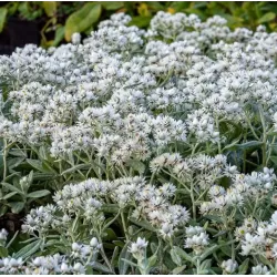 Trigyslis šlamainis - Anaphalis triplinervis