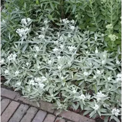 Trigyslis šlamainis - Anaphalis triplinervis