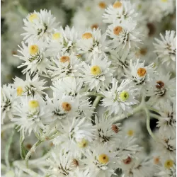 Trigyslis šlamainis - Anaphalis triplinervis