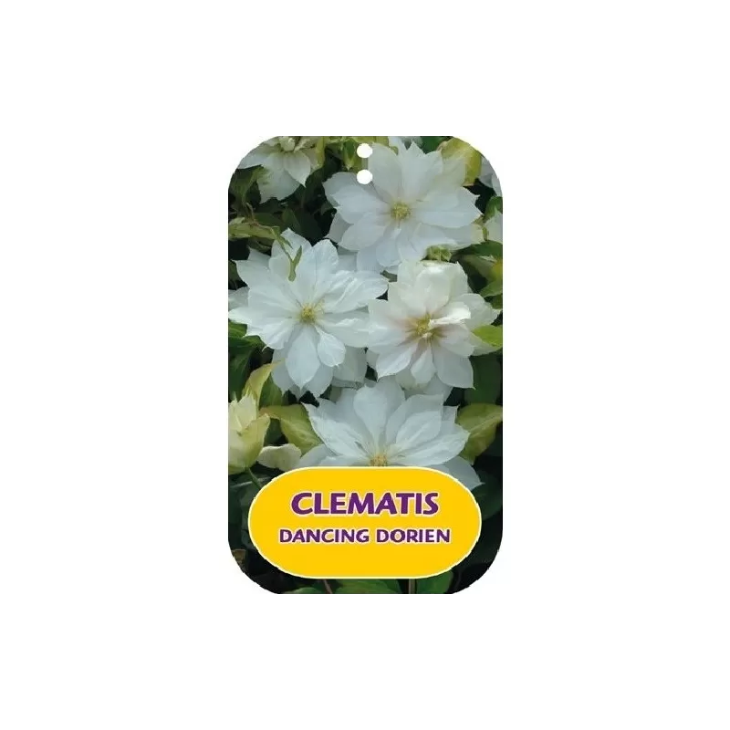 Clematis DANCING DORIEN