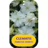 Clematis DANCING DORIEN