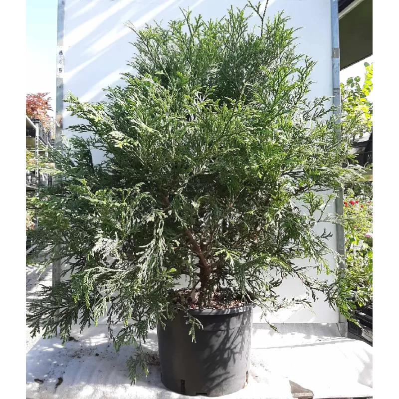 Tujenis - Thujopsis dolabrata