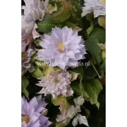 Plačiažiedė raganė - Clematis patens DANCING KING