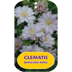 Clematis  DANCING KING