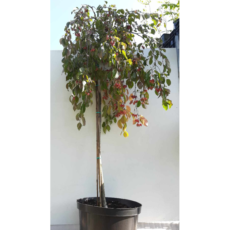 Apple Tree - Malus x purpurea PENDULA