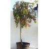 Apple Tree - Malus x purpurea PENDULA