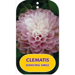 Clematis  DANCING SMILE