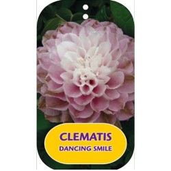 Plačiažiedė raganė - Clematis patens DANCING SMILE