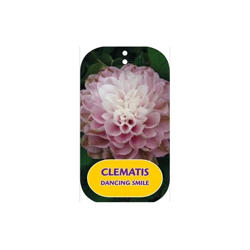 Clematis  DANCING SMILE