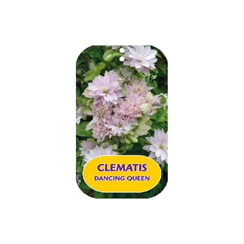 Plačiažiedė raganė - Clematis patens DANCING QUEEN