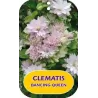Plačiažiedė raganė - Clematis patens DANCING QUEEN