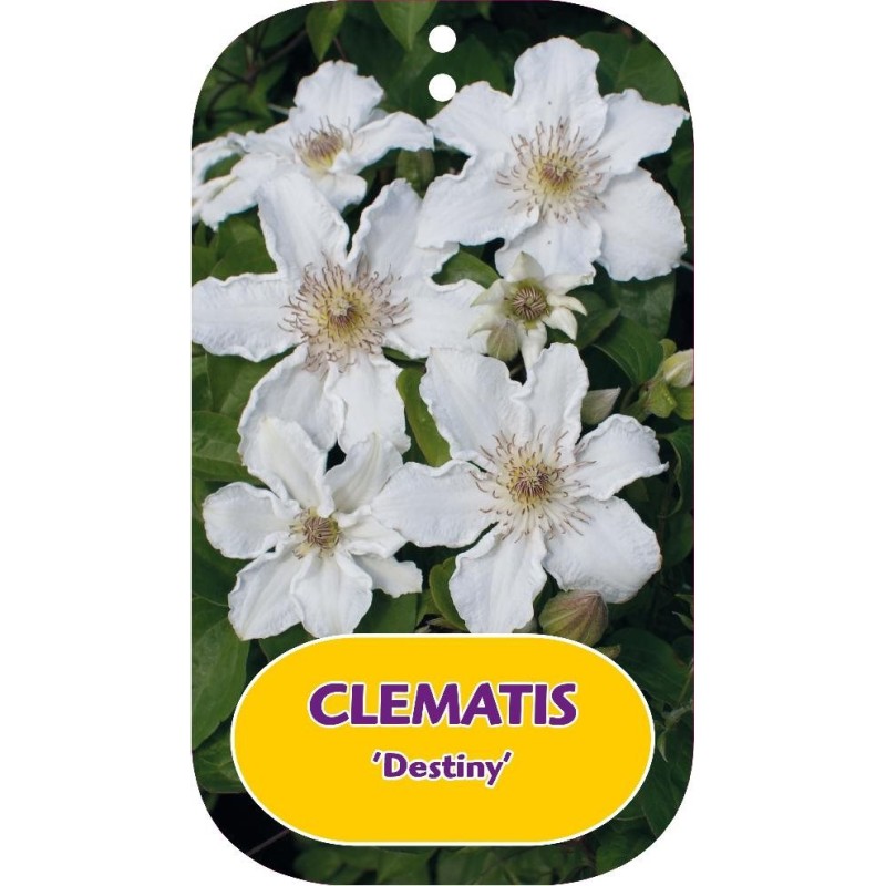 Clematis DESTINY