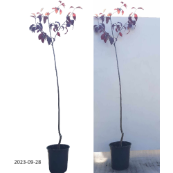 Persikas - Prunus persicoides (amygdalopersica) Spring Glow skiepytas C5 100-140 cm