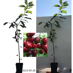 Sweet cherry - Prunus avium ANTA