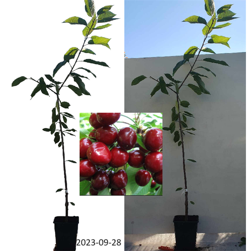 Trešnė - Prunus avium ANTA