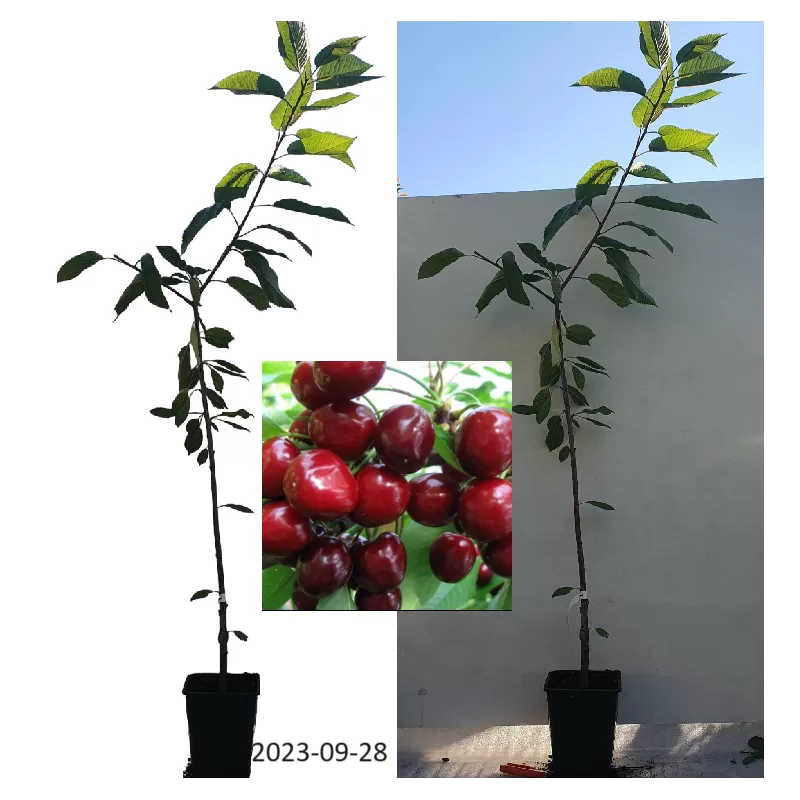 Sweet cherry - Prunus avium ANTA