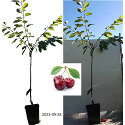 Trešnė - Prunus avium KORDIA