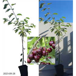 Sweet cherry - Prunus avium REGINA