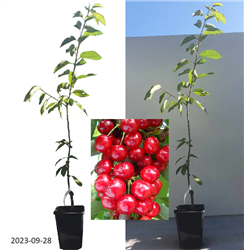 Sweet cherry - Prunus avium SABRINA