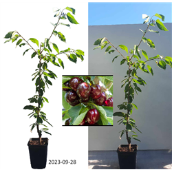 Trešnė - Prunus avium SIMONE