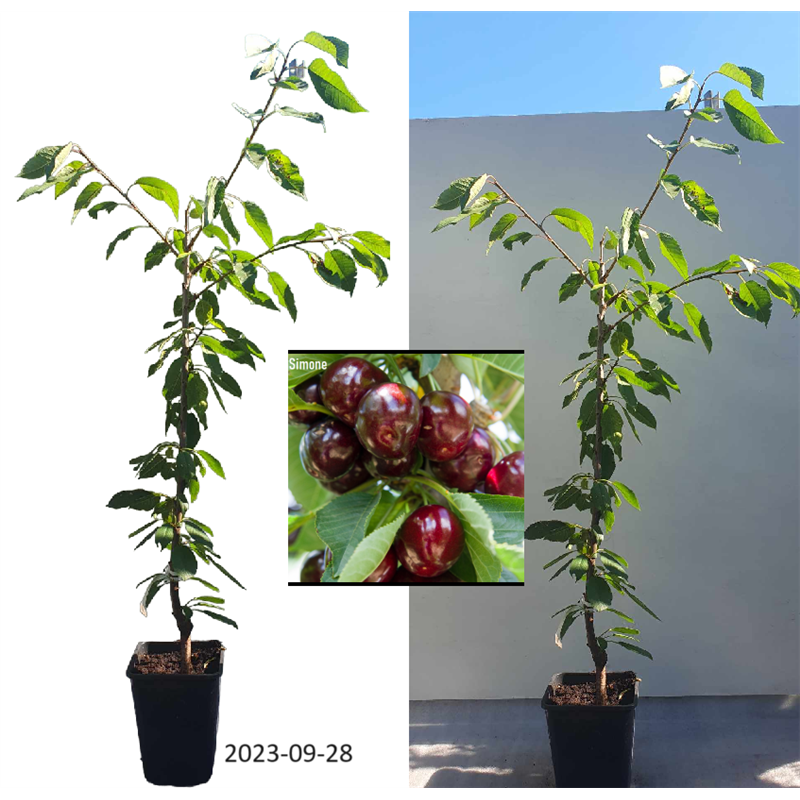 Sweet cherry - Prunus avium SIMONE
