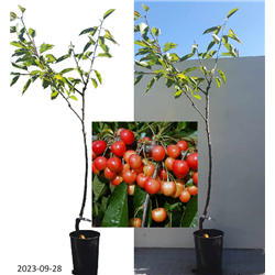 Trešnė - Prunus avium STARDUST