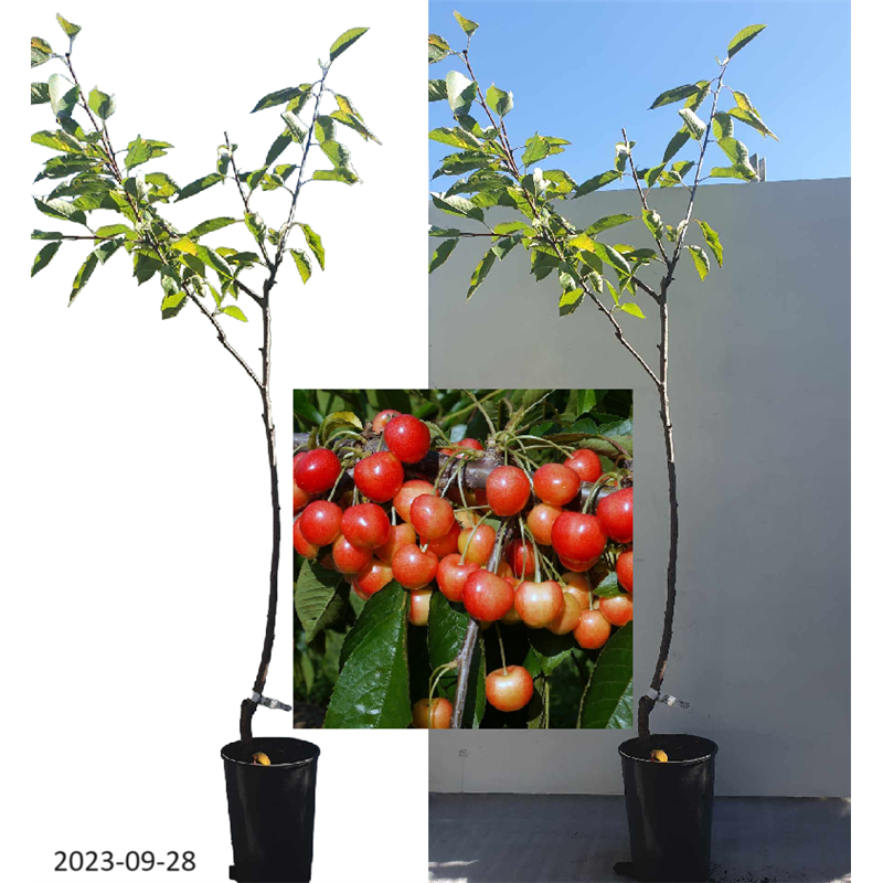 Sweet cherry - Prunus avium STARDUST