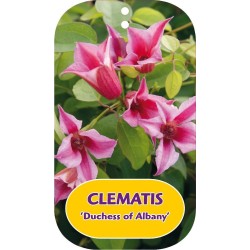 Clematis DUCHESS OF ALBANY