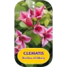 Raudonžiedė raganė - Clematis texensis DUCHESS OF ALBANY