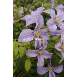 Mėlynžiedė raganė - Clematis viticella EMILIA PLATER