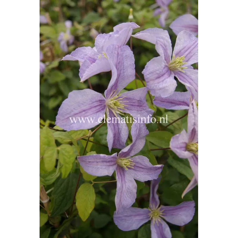 Clematis EMILIA PLATER