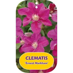 Clematis ERNEST MARKHAM