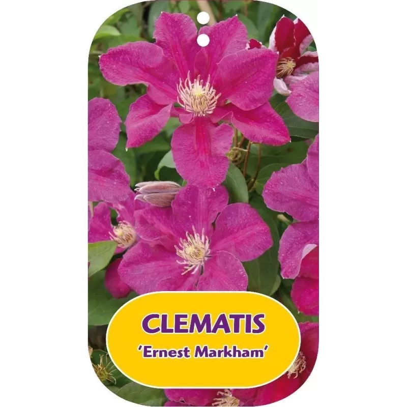Plačiažiedė raganė - Clematis patens ERNEST MARKHAM