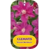 Clematis ERNEST MARKHAM